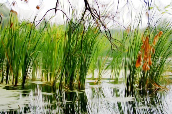 Болото с камышами арт