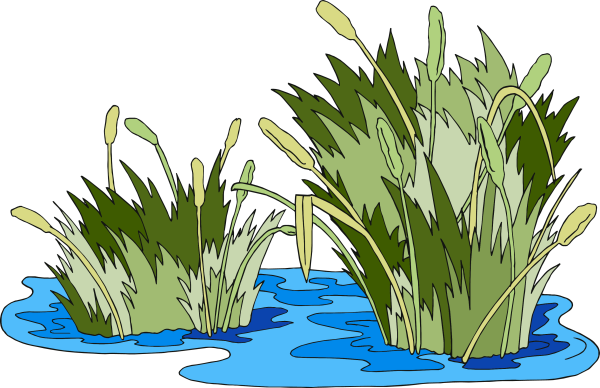 Камыш мультяшный