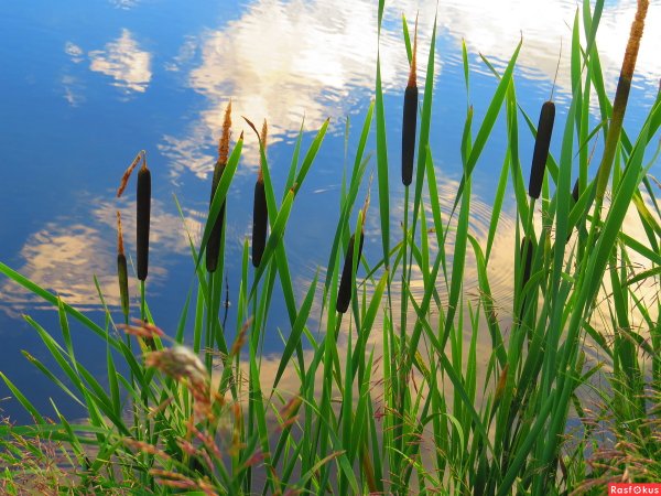 Рогоз на Волге