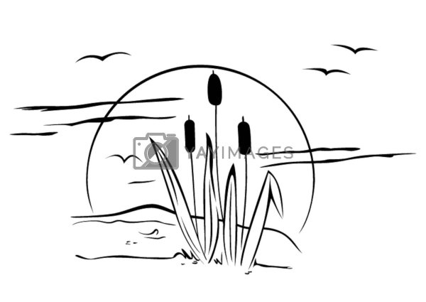 Камыш в графике