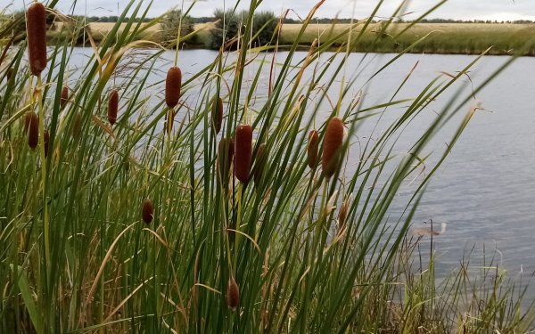 Осока и камыш
