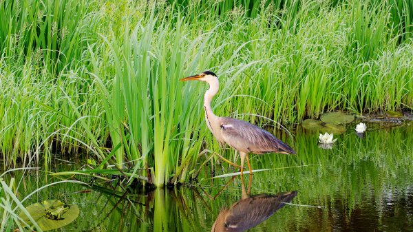 Цапли в Мещере
