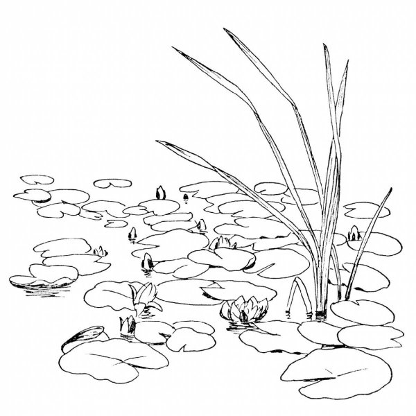 Раскраска водоем
