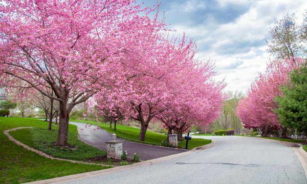 Черри блоссом дерево