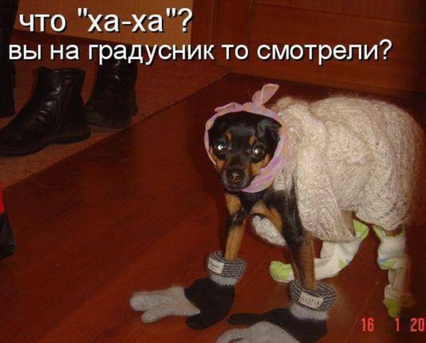 Холод собачий прикол