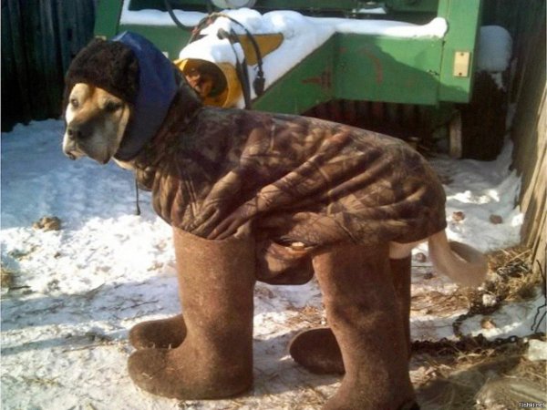 На улице собачий холод