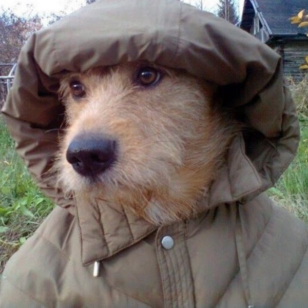 Холод собачий