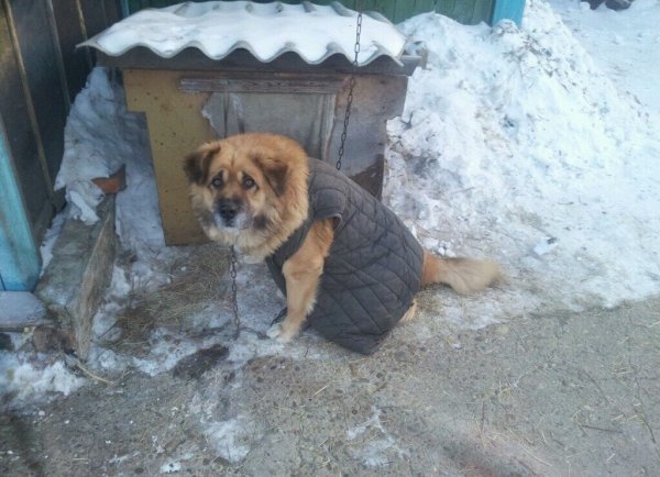 Собака в телогрейке