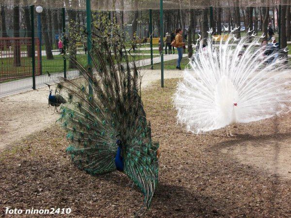 Парк имени Октябрьской революции Ростов-на-Дону