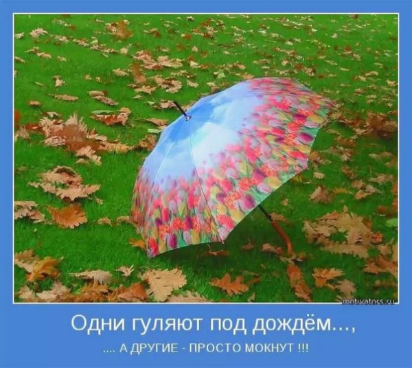 Смешные фразы про зонт