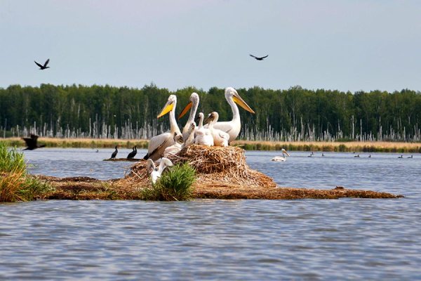 Пеликаньи острова в Омской области