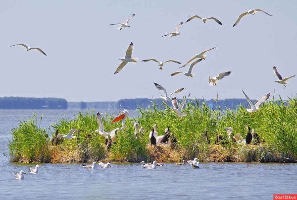 Заказник пеликаньи острова