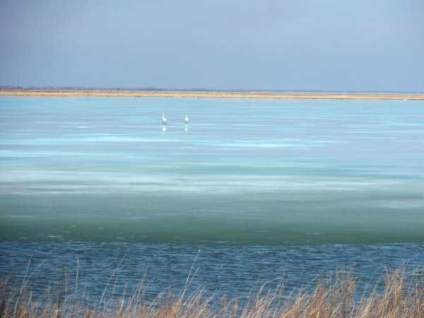Чановский район озеро Чаны