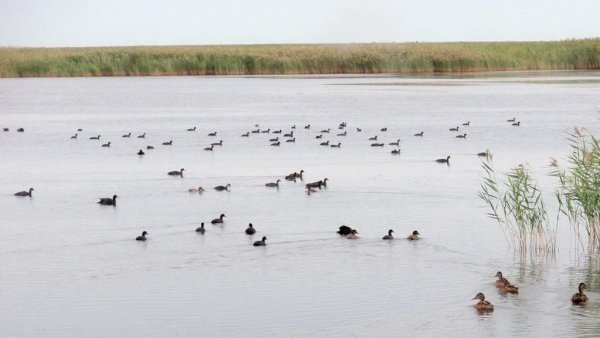 Озеро малые Чаны Новосибирская область
