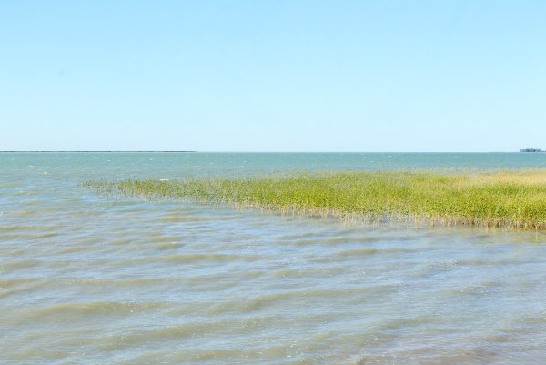 Зеленчак озере Чаны