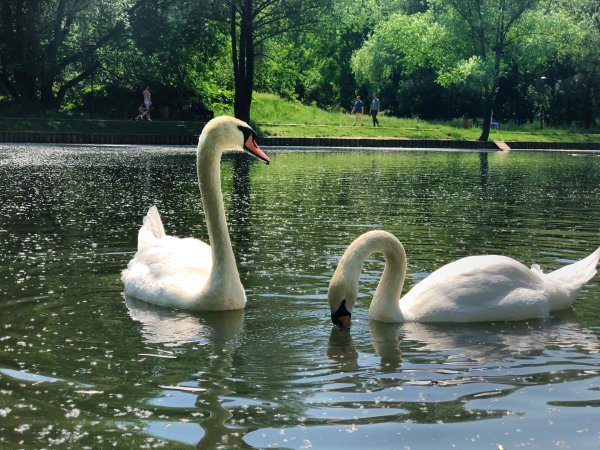 Парк Яуза в Медведково