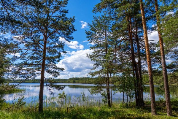 Озеро белое Витебская область