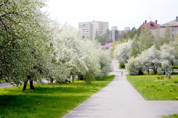 Яблоневая аллея Зеленоград
