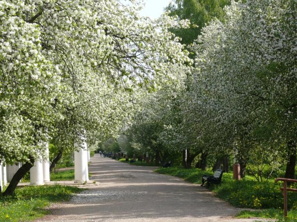 Чайковский город Яблоневая аллея