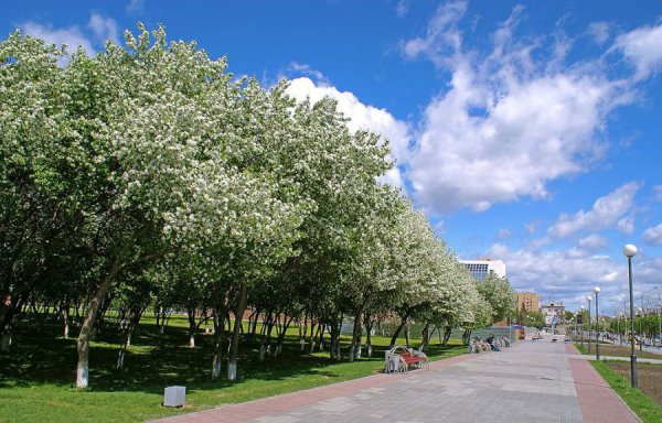 Яблоневый сад Тюмень