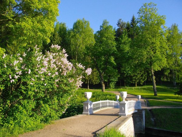 Павловск парк май