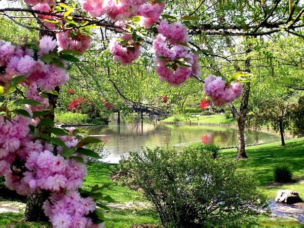 Весна Цветущий сад