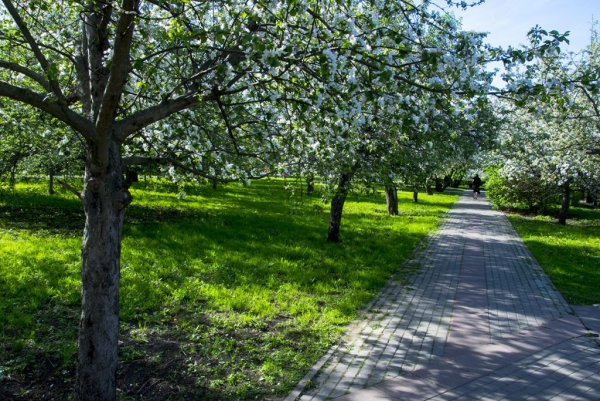 Парк Ангарские пруды Яблоневый сад