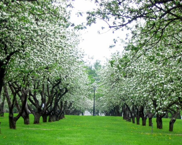 Коломенское Яблоневый сад