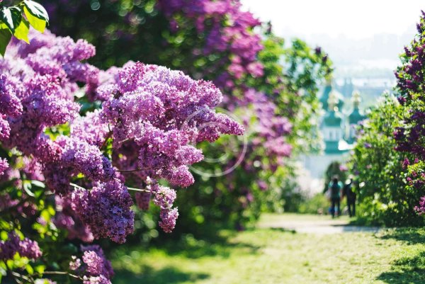 Сирень в Никитском Ботаническом саду