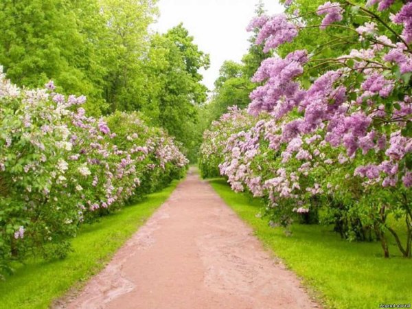 Мелихово сиреневая аллея