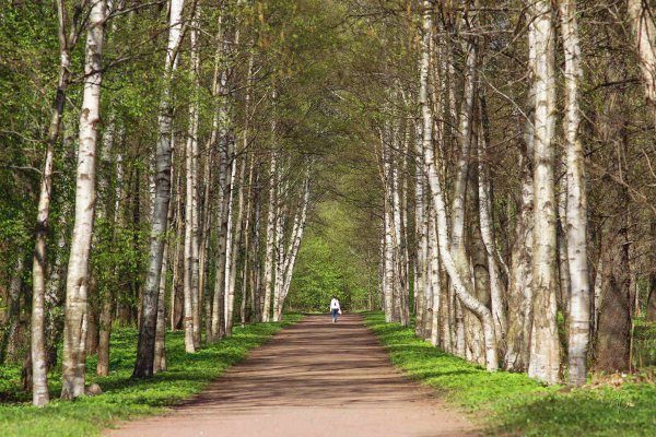 Парк Березовая аллея Москва