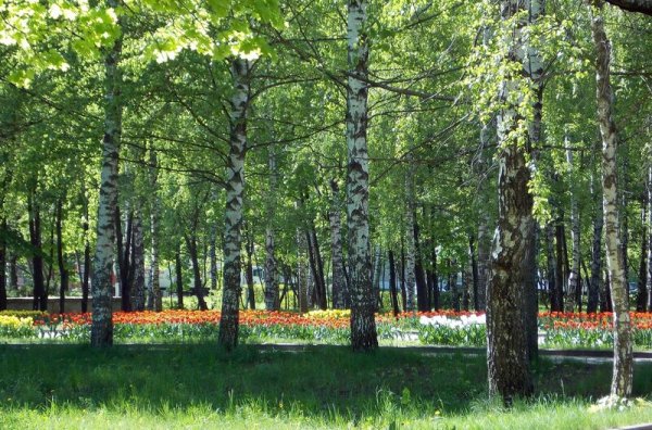 Петровский парк Майская горка