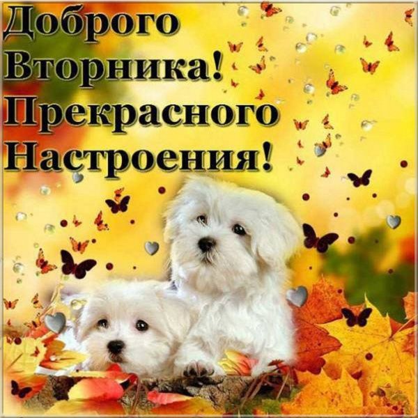 С добрым утром вторника