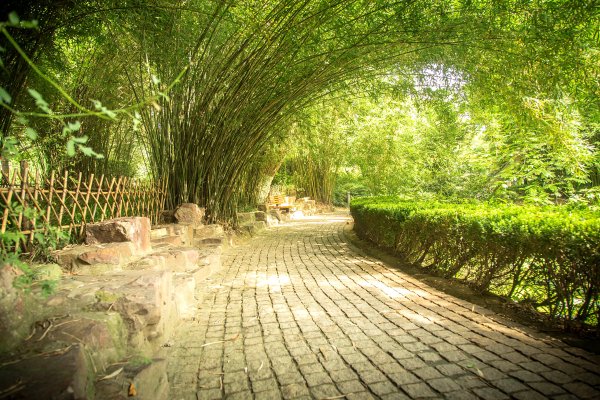 Летний парк фото