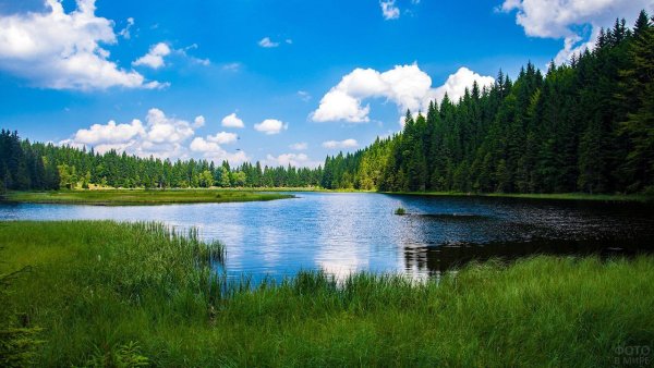 Лесное (озеро, Северная Америка)