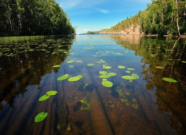 Тиберкуль кувшинки