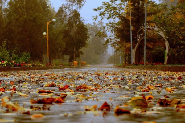 Осень дождь