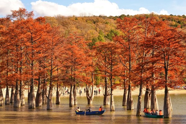 Сукко озеро с кипарисами осенью