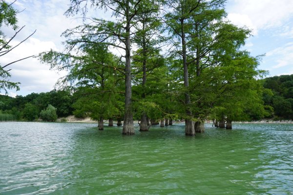 Анапа озеро Сукко кипарисы