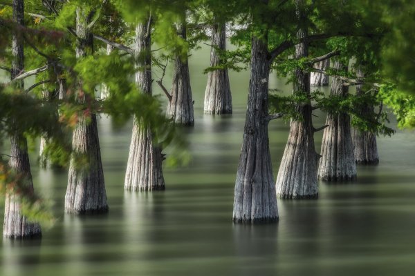 Болотные кипарисы озера Сукко (Краснодарский край).