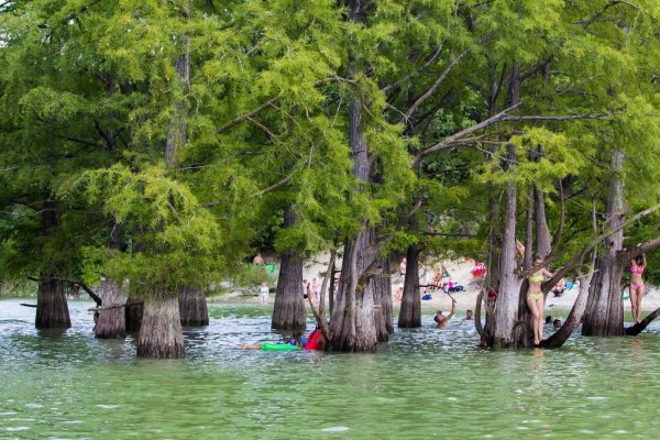 Сукко озеро с кипарисами