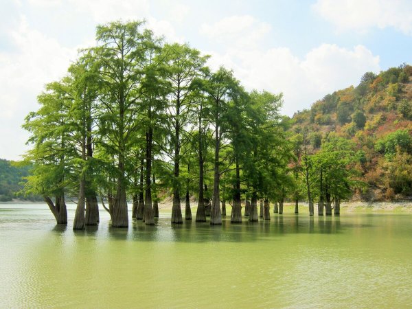 Сукко озеро с кипарисами