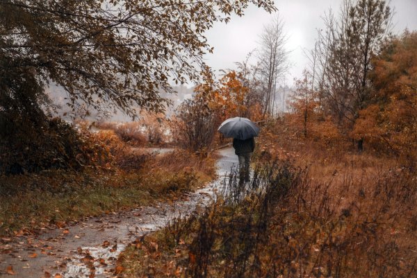 Осень дождь