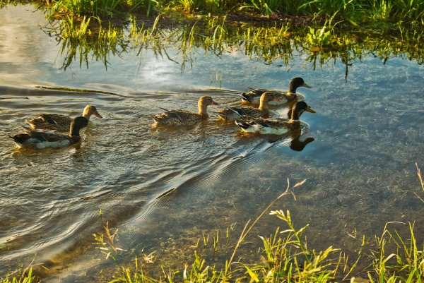 Уточки на озере