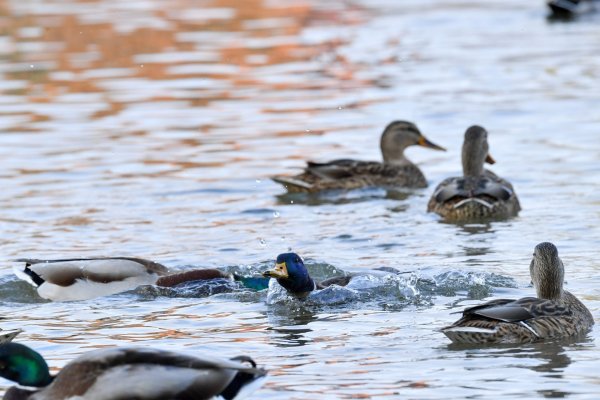 Утки на озере