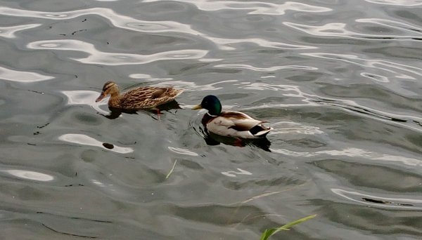 Уточки на реке