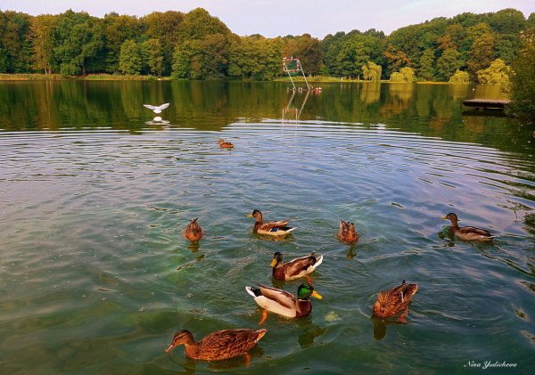 Утенок в озере