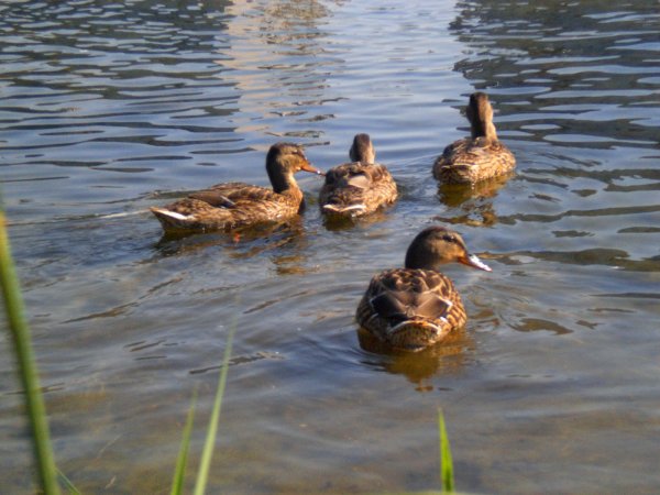 Уточки на озере