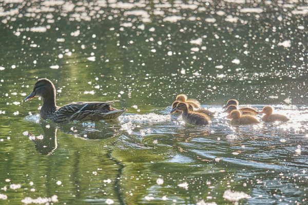 Водоплавающие птицы в Измайлово
