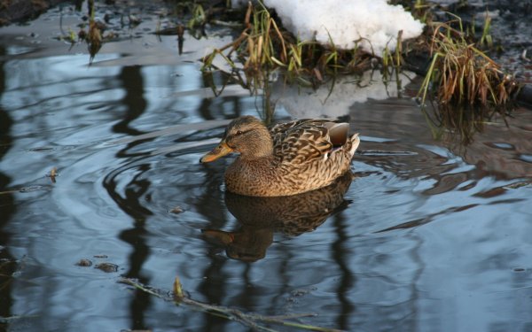 Уточки на озере
